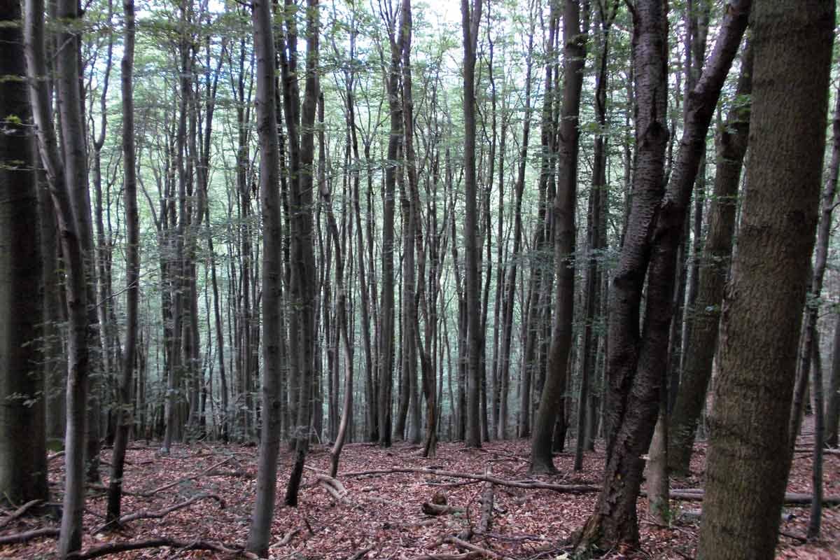 Rund um Wien: Donauinsel