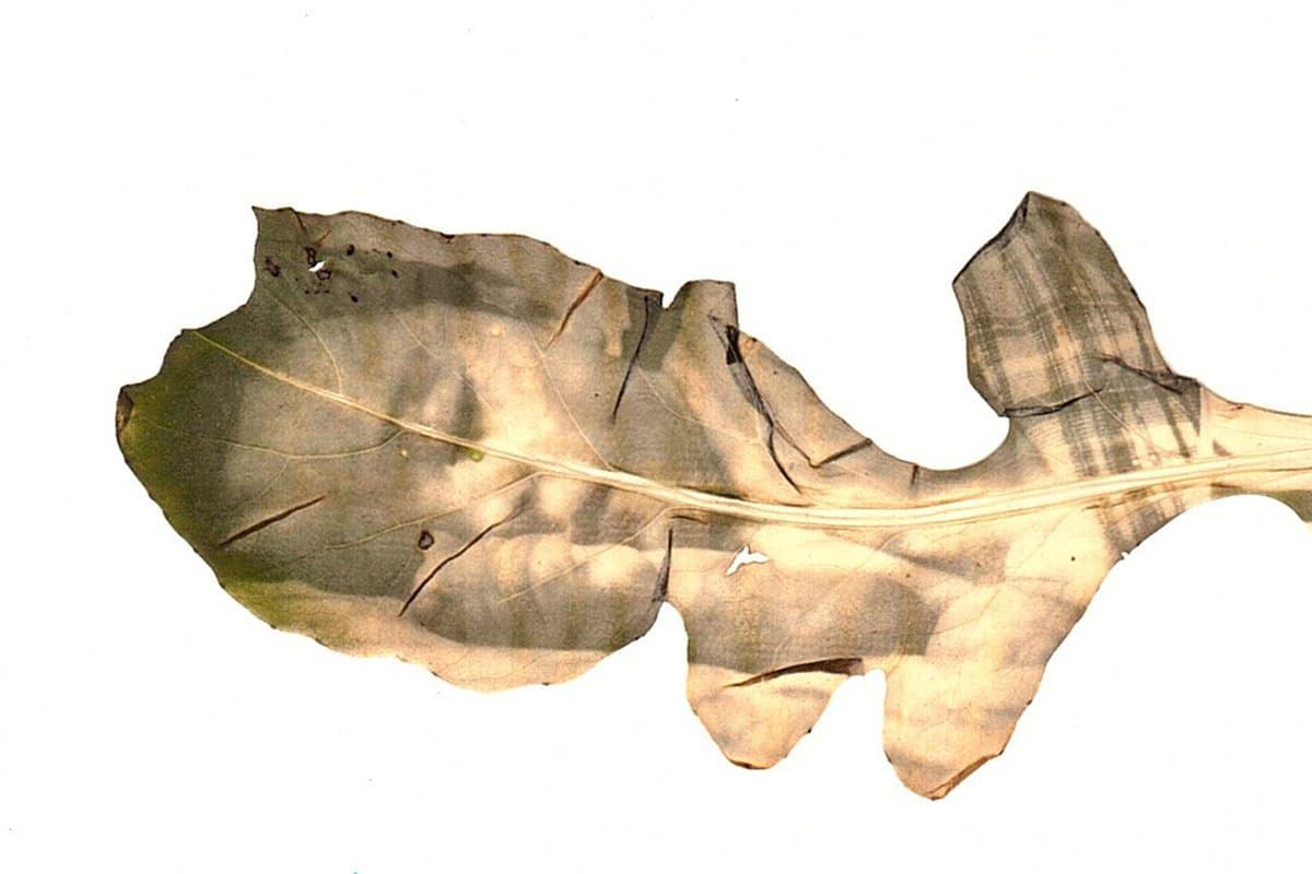 fede ruiz santesteban: magische Bilder