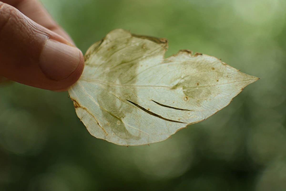 fede ruiz santesteban: magische Bilder