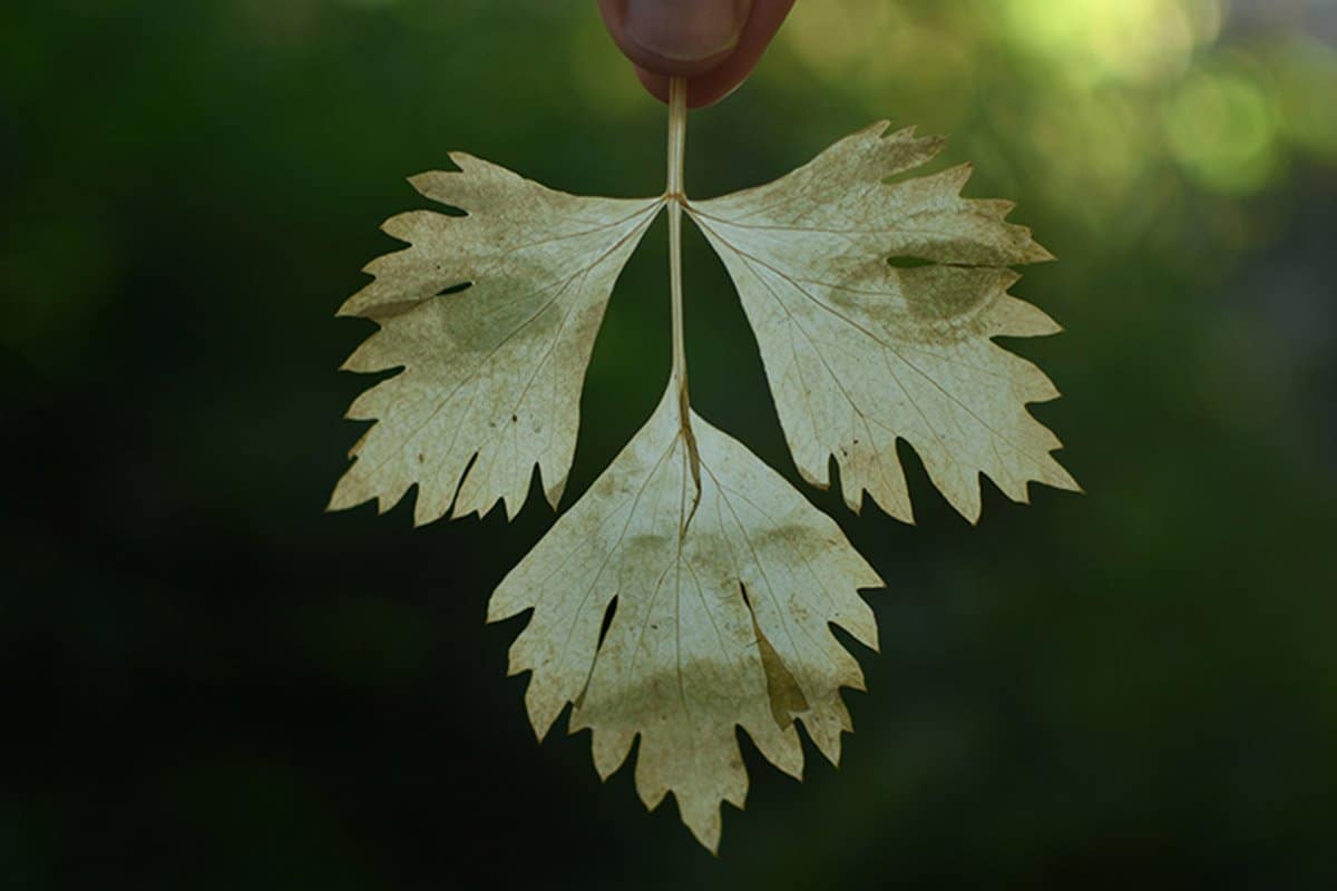 fede ruiz santesteban: magische Bilder