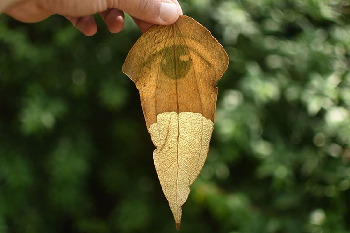 fede ruiz santesteban: magische Bilder