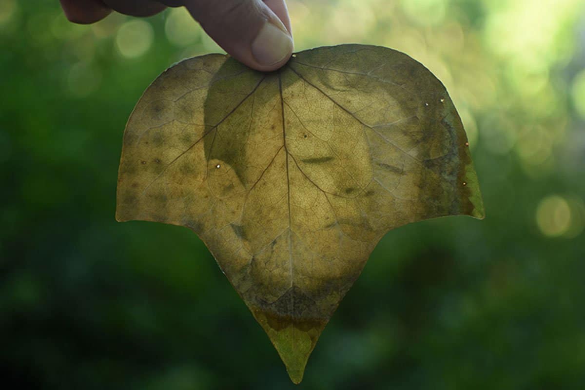 fede ruiz santesteban: magische Bilder