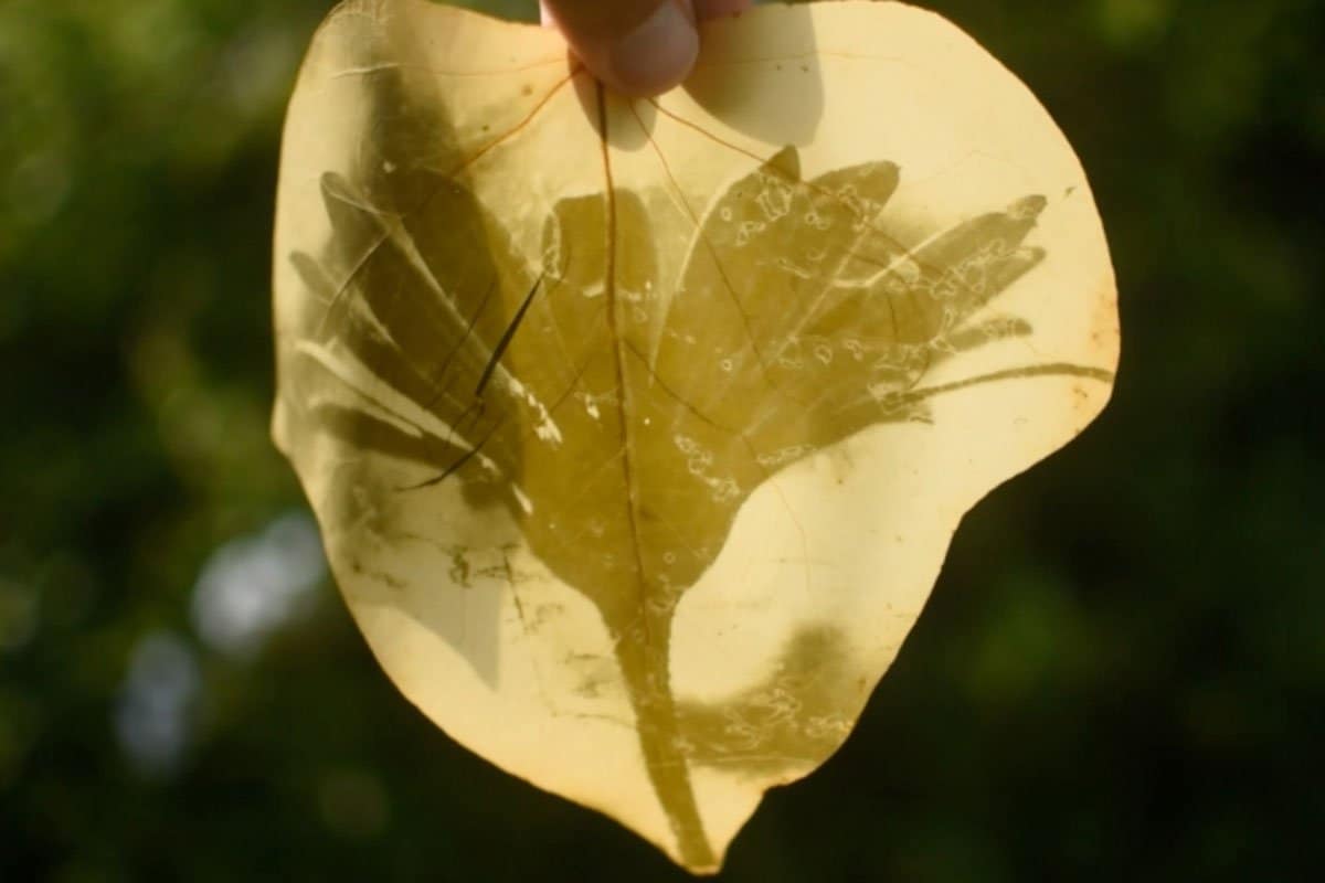 fede ruiz santesteban: magische Bilder