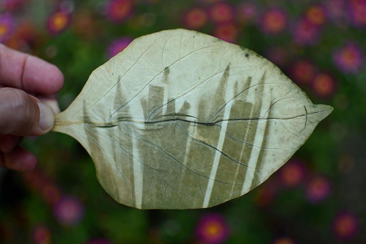 fede ruiz santesteban: magische Bilder