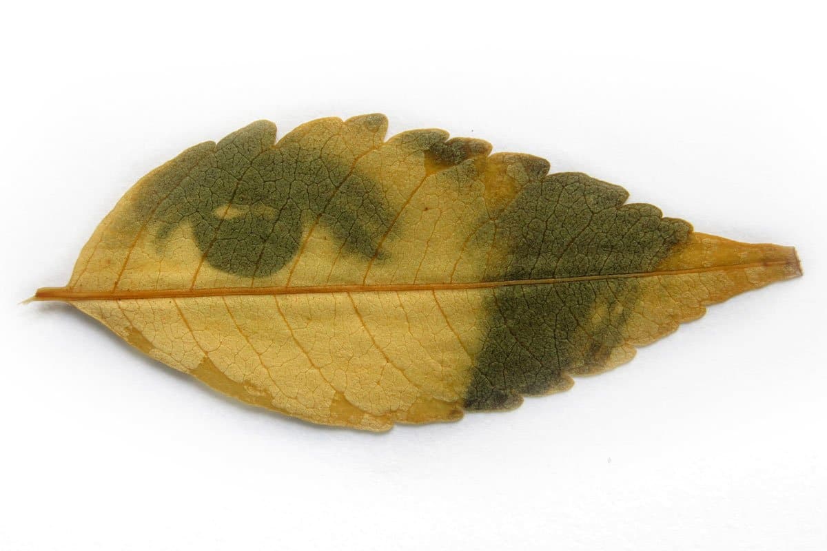 fede ruiz santesteban: magische Bilder