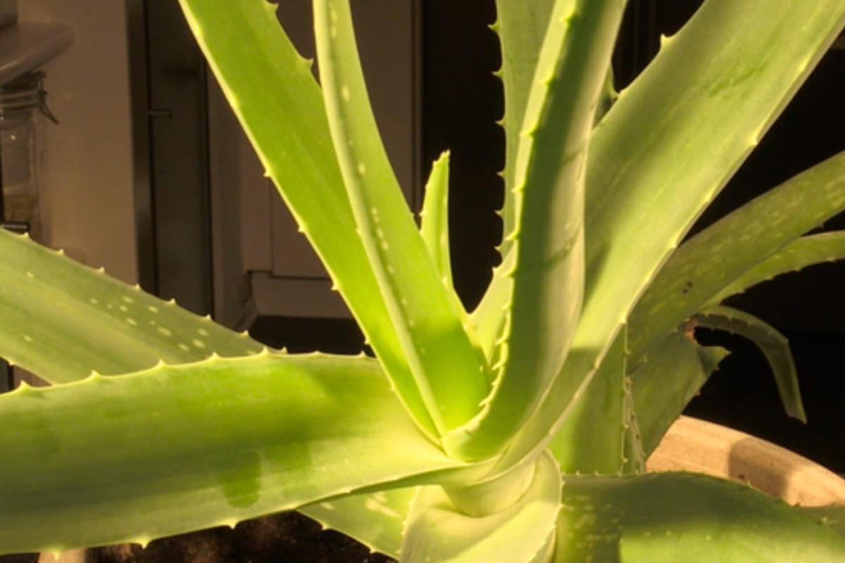 Aloe Vera
