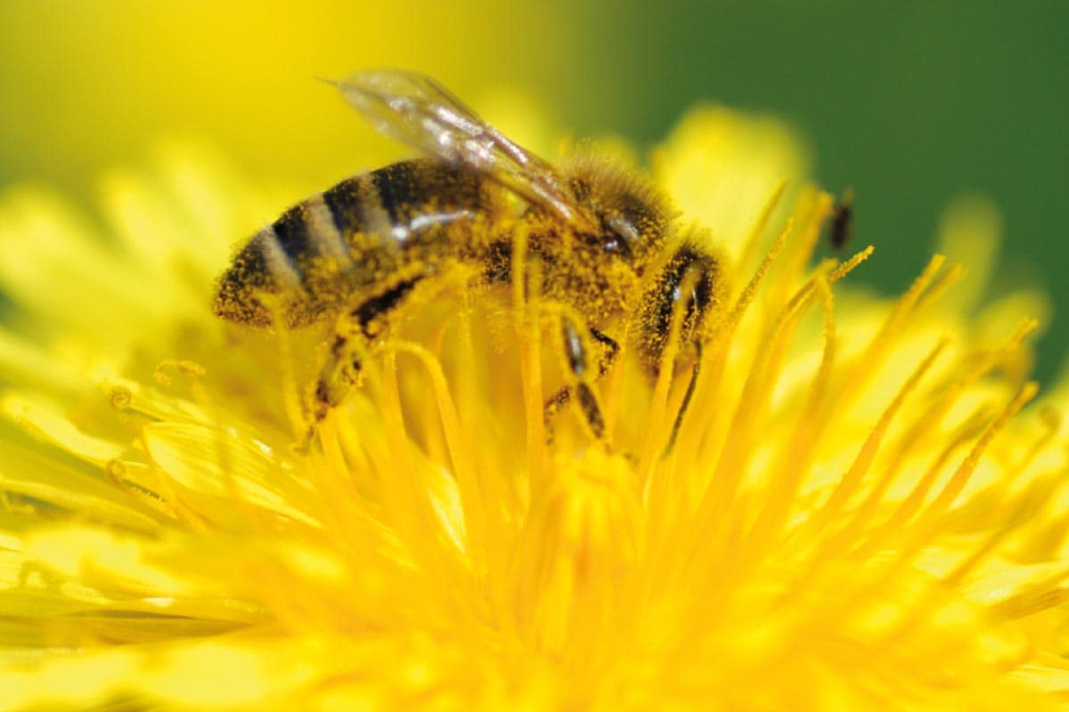 Allergischer Notfall