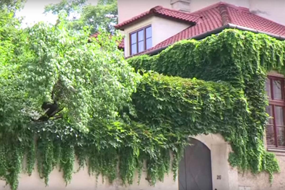 Großstadtdschungel Wien - grüne Wände