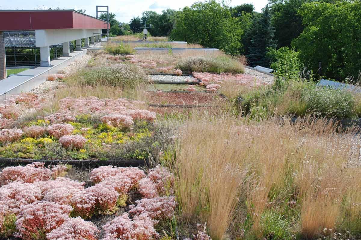 Großstadtdschungel Wien - grüne Wände