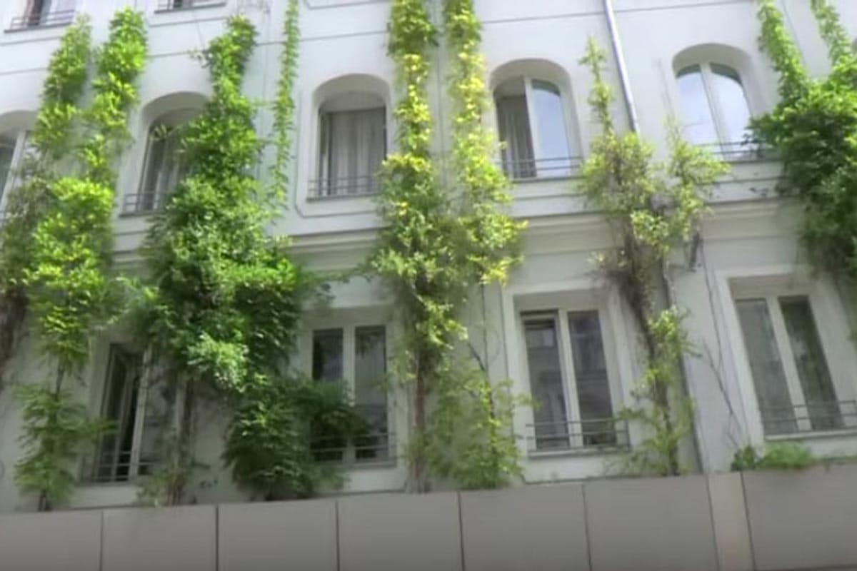 Großstadtdschungel Wien - grüne Wände