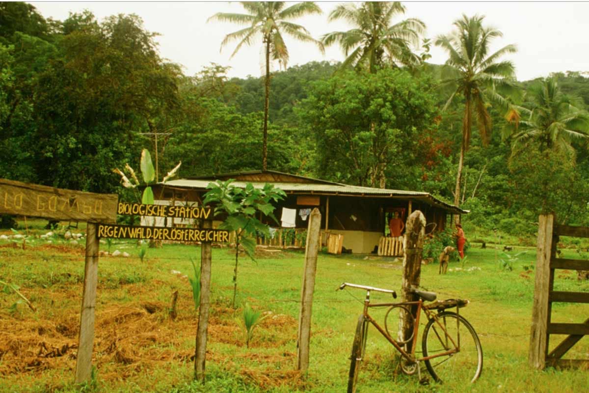 Regenwald der Österreicher
