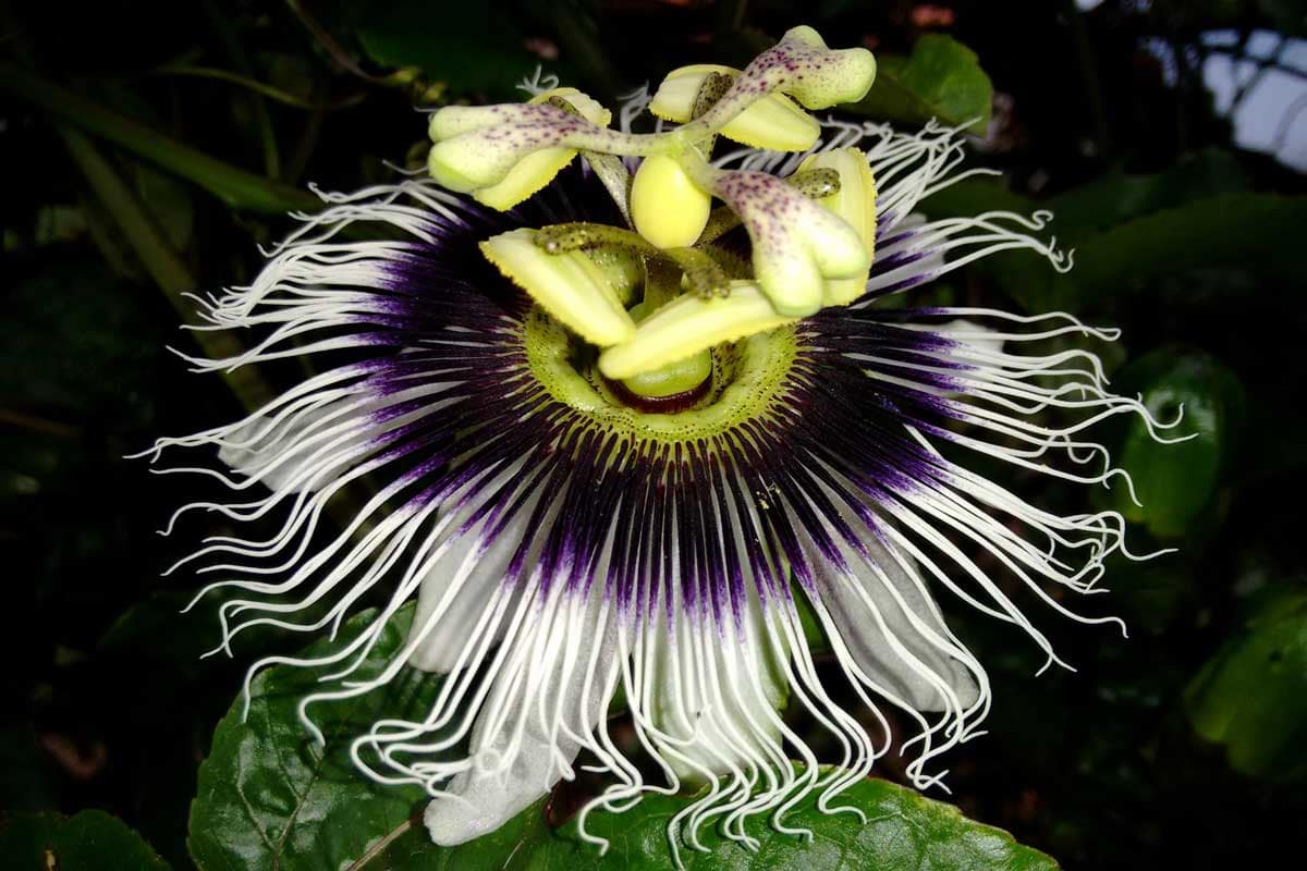 Heilpflanzen für Kopf und Seel