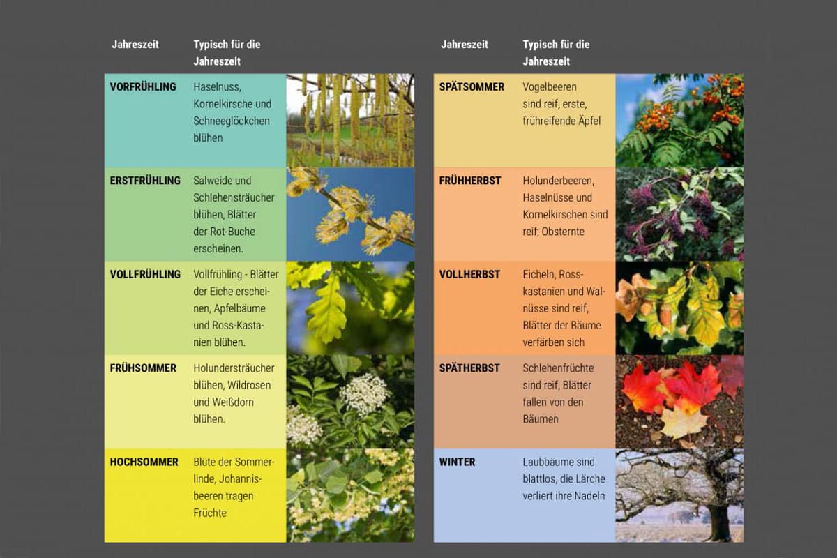Heilsame Wildpflanzen
