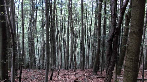 Rund-um-Wien_mauerbach