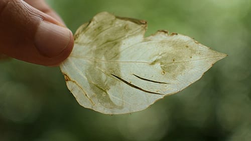 fede-ruiz-santesteban03