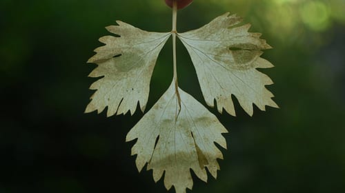 fede-ruiz-santesteban04