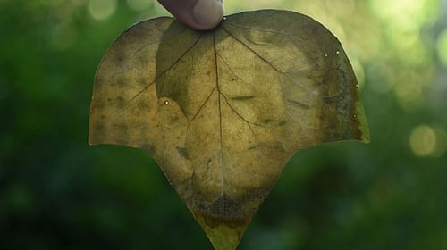 fede-ruiz-santesteban07