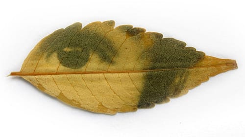 fede-ruiz-santesteban11