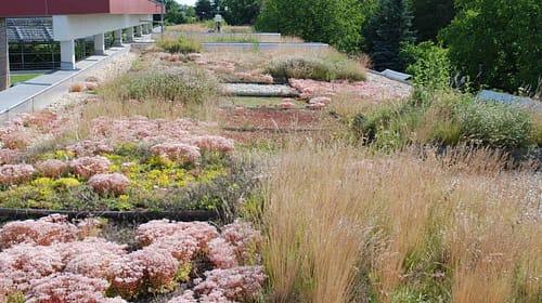 Großstadtdschungel Wien Terassenbegrünung