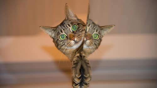 spiegelgesetzmethode-katze