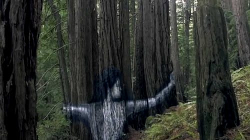 sean-yoro-trees