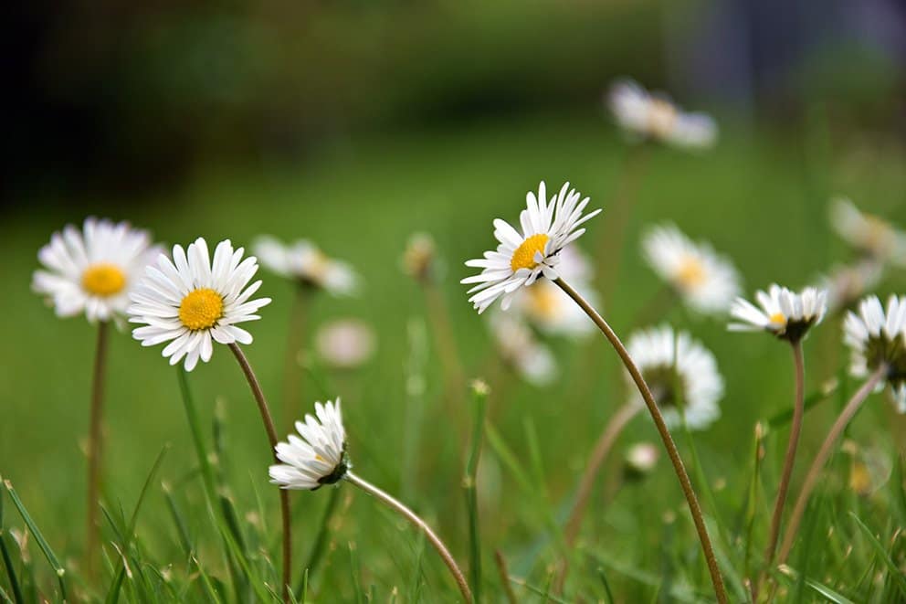 gaensebluemchen_naturkosmetik